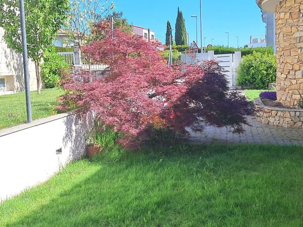 Jardín con arce japonés