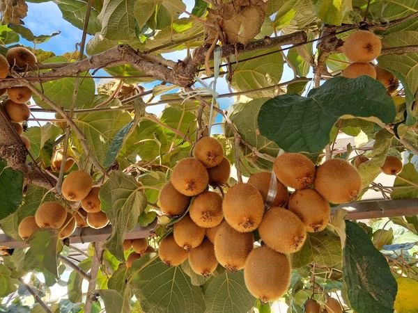 Mantenimiento de kiwi