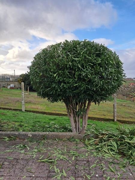 Poda de árbol ornamental