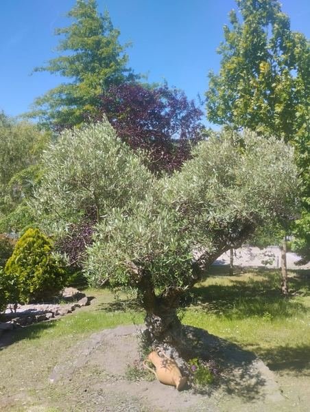 Mantenimiento de jardines