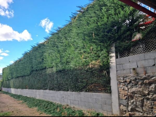 Trabajo de Mantenservi