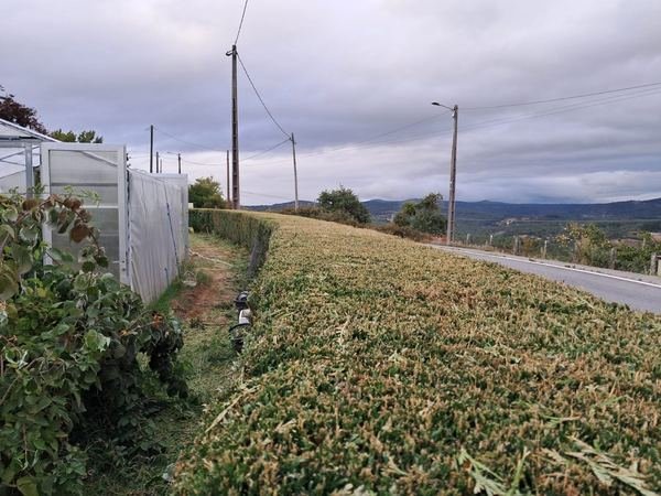 Recorte de seto y limpieza de restos