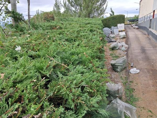Recorte de seto y recogida de restos